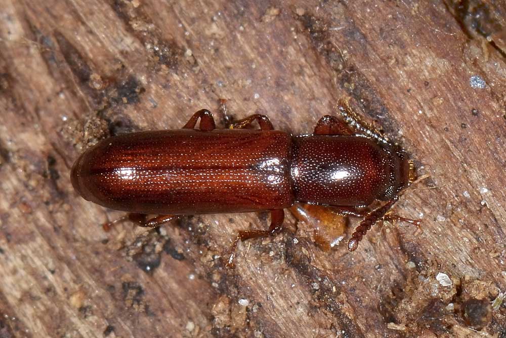 Corticeus unicolor